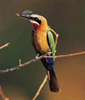 bonamanzi-birds-1.jpg