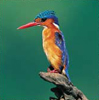 bonamanzi-birds-2.jpg