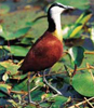 bonamanzi-birds-3.jpg
