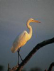 bonamanzi-birds-4.jpg