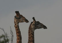 Thula Thula Private Game Reserve