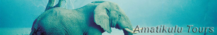 elephant1