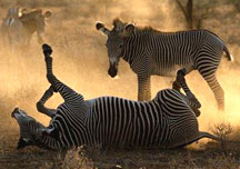 zebra.jpg