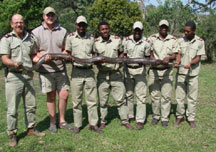 african_rock_python.jpg