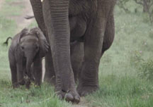 elephant1.jpg