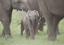 elephant2.jpg