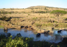 elephant3.jpg
