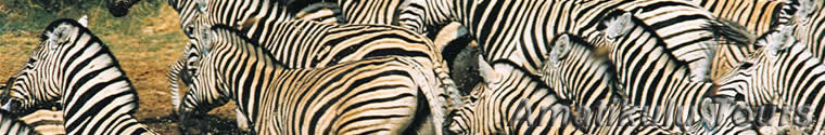 zebra1