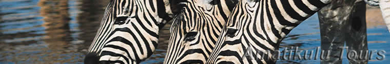 zebra2