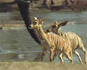Tembe