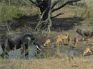 Tembe Elephant Park