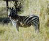 Tembe Zebra